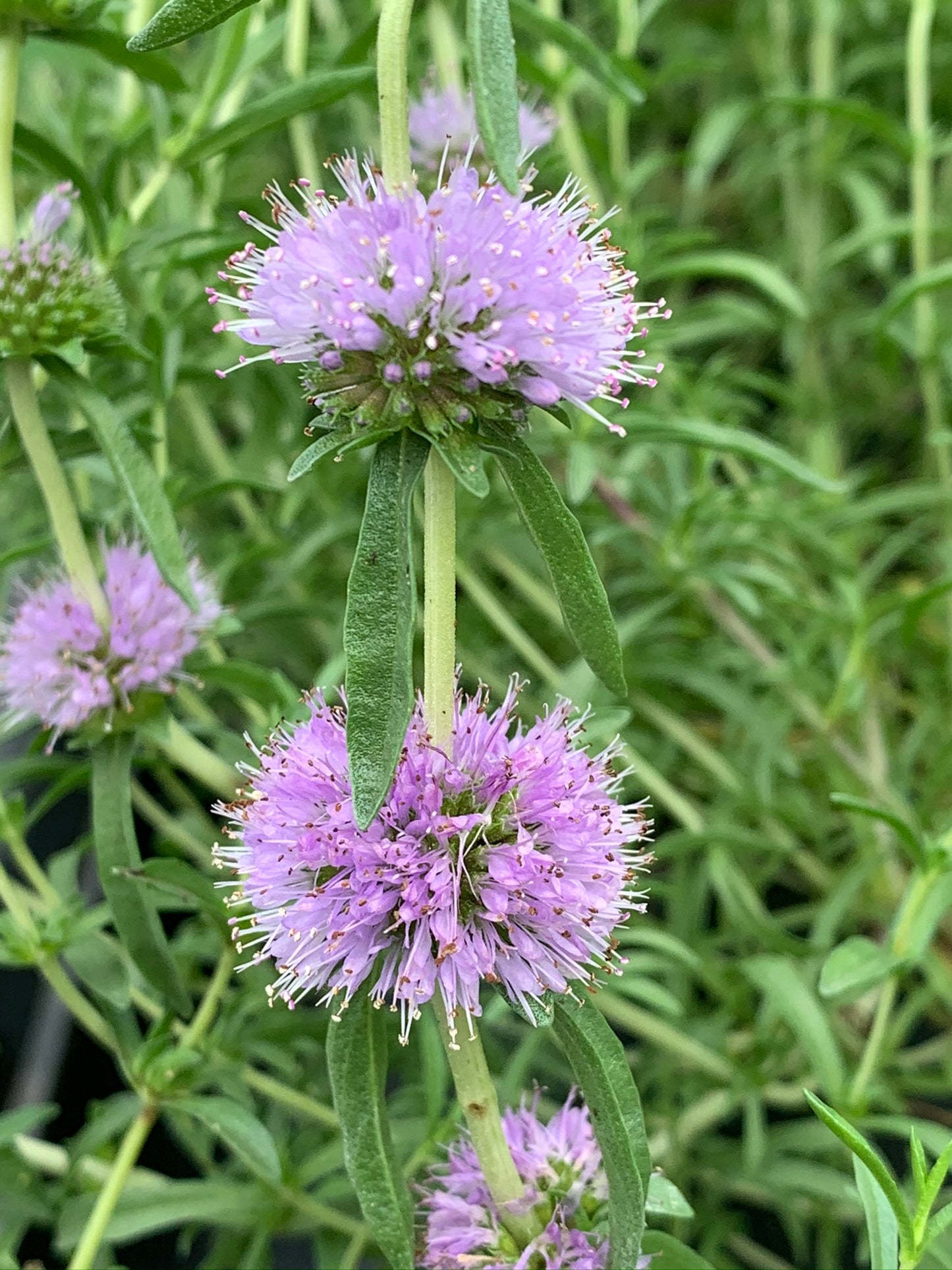 Marginal Pond Plant - (Potted 1 Litre) ~ Blue Water Spearmint - Preslia Cervina