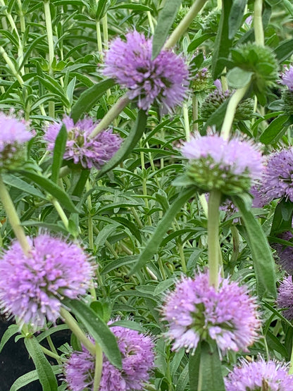 Marginal Pond Plant - (Potted 1 Litre) ~ Blue Water Spearmint - Preslia Cervina