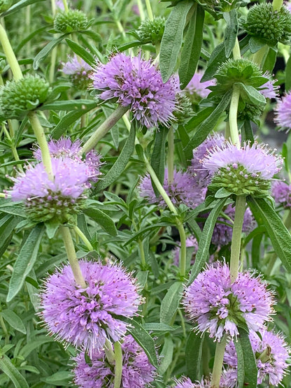 Marginal Pond Plant - (Potted 1 Litre) ~ Blue Water Spearmint - Preslia Cervina