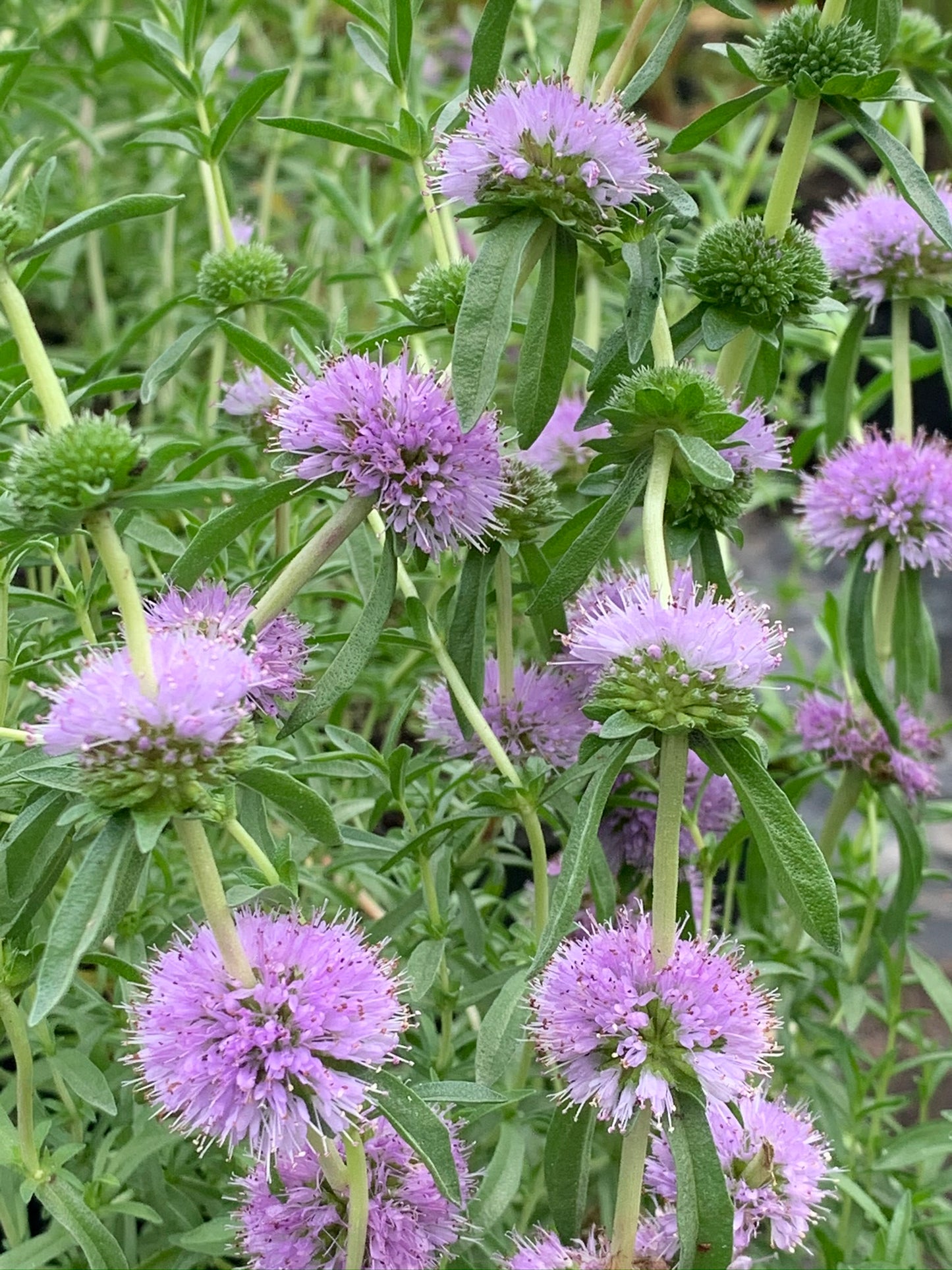 Marginal Pond Plant - (Potted 1 Litre) ~ Blue Water Spearmint - Preslia Cervina