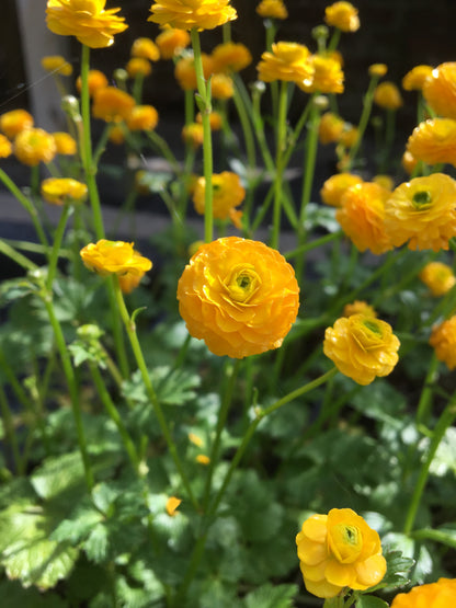 Marginal Pond Plant - (Potted 1 Litre) ~ Giant Buttercup - Ranunculus Multiplex