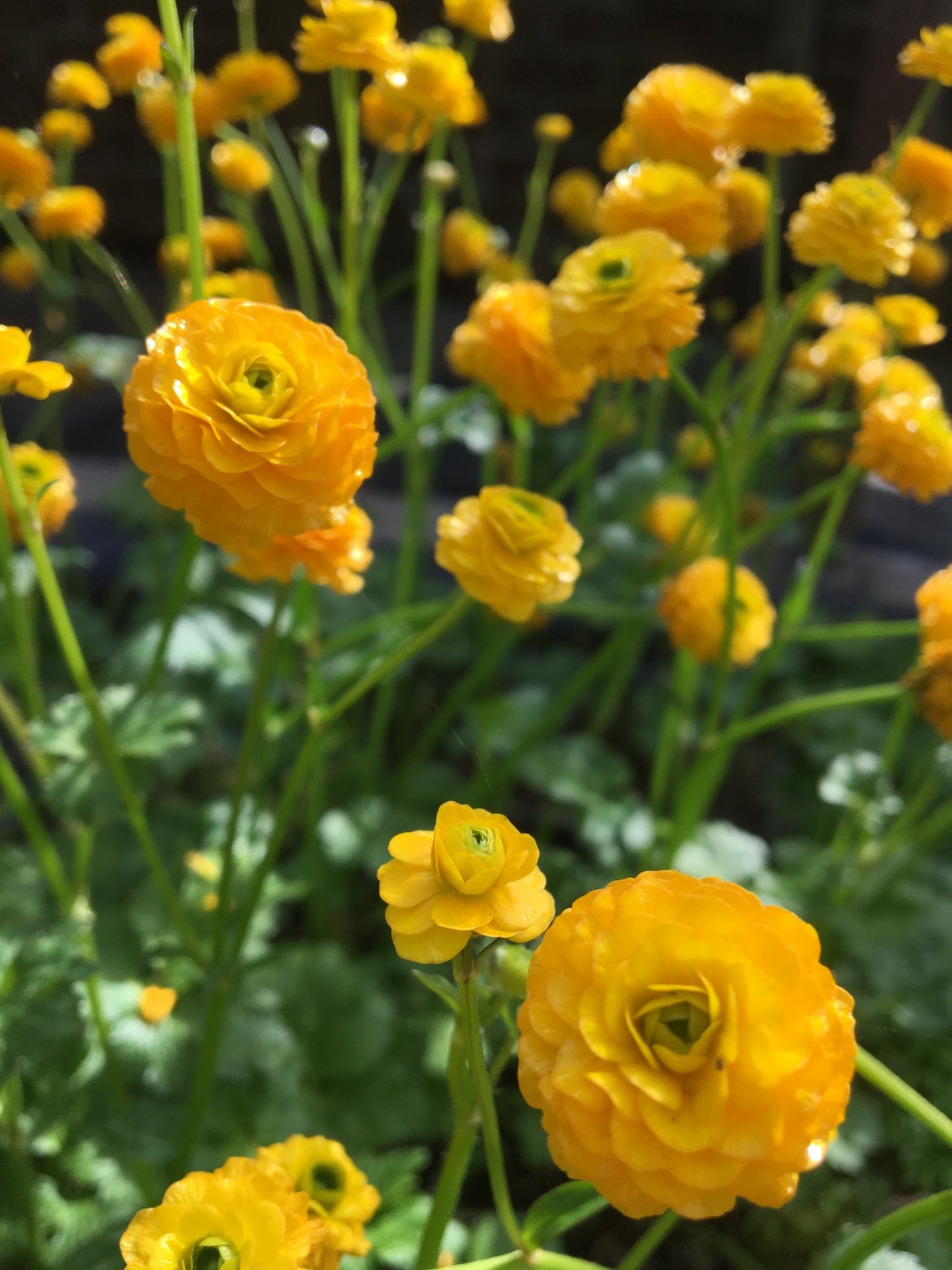 Marginal Pond Plant - (Potted 1 Litre) ~ Giant Buttercup - Ranunculus Multiplex