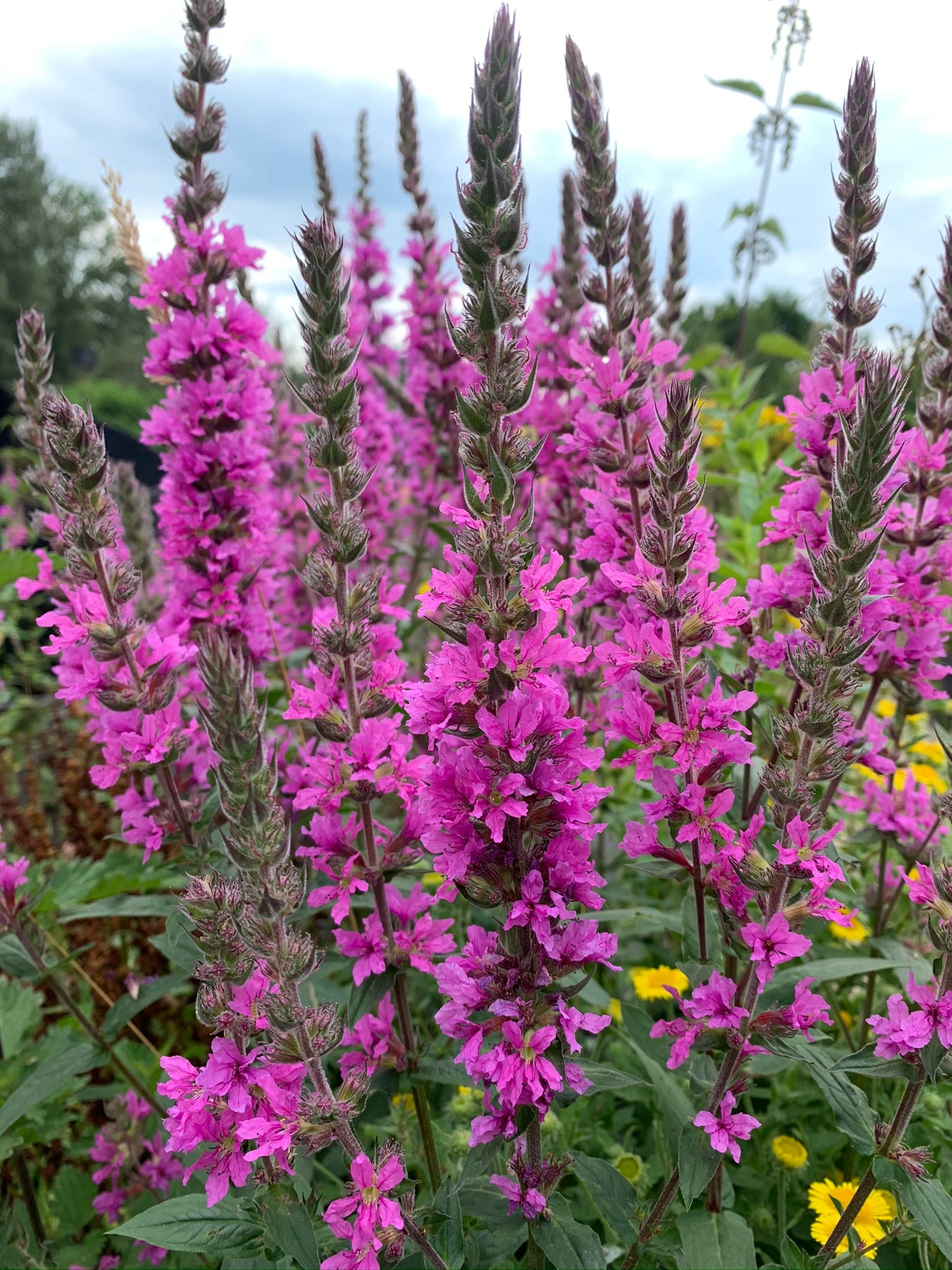 Marginal Pond Plant - (Potted 1 Litre) ~ Purple Loosestrife - Lythrum Salicaria