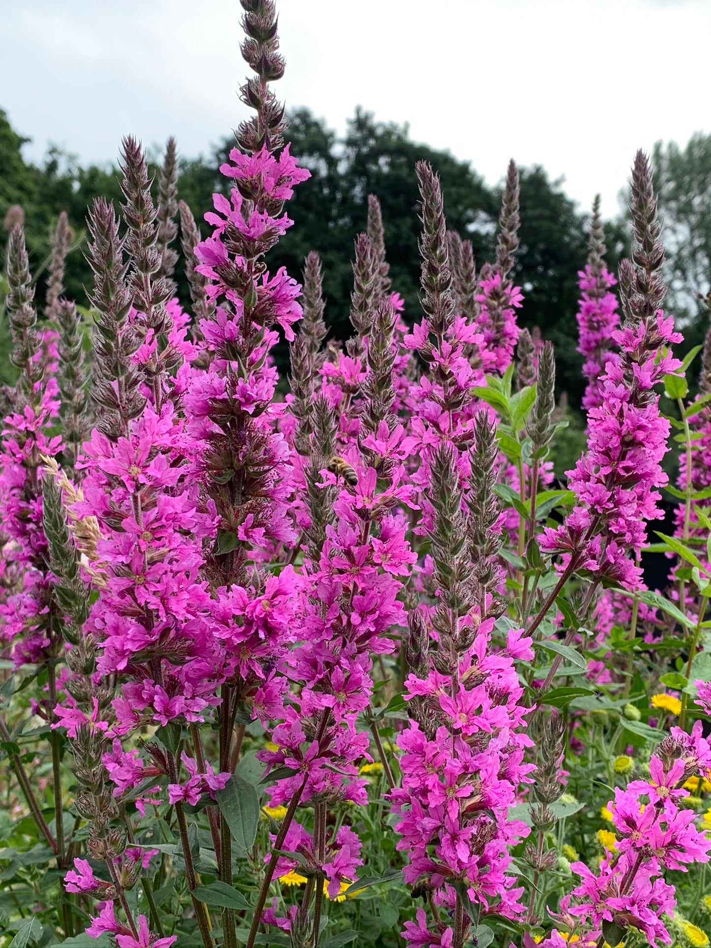 Marginal Pond Plant - (Potted 1 Litre) ~ Purple Loosestrife - Lythrum Salicaria