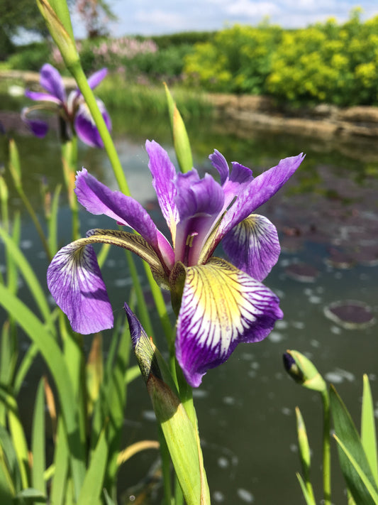 Marginal Pond Plant - (Potted 1 Litre) ~ American Water Iris - Iris Versicolor