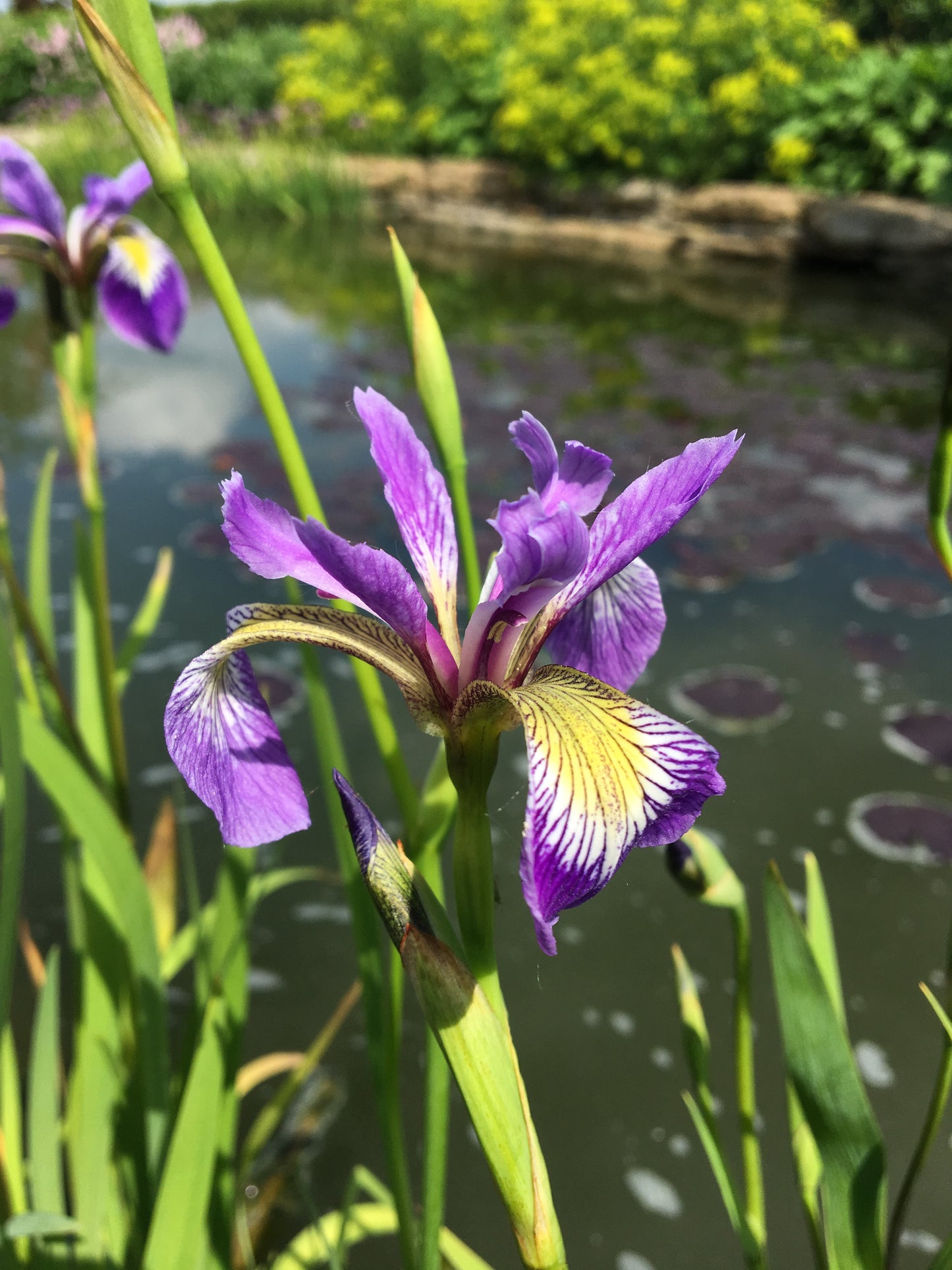 Marginal Pond Plant - (Potted 1 Litre) ~ American Water Iris - Iris Versicolor