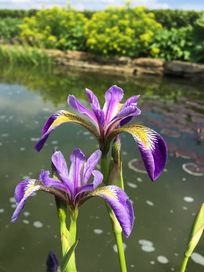 Marginal Pond Plant - (Potted 1 Litre) ~ American Water Iris - Iris Versicolor