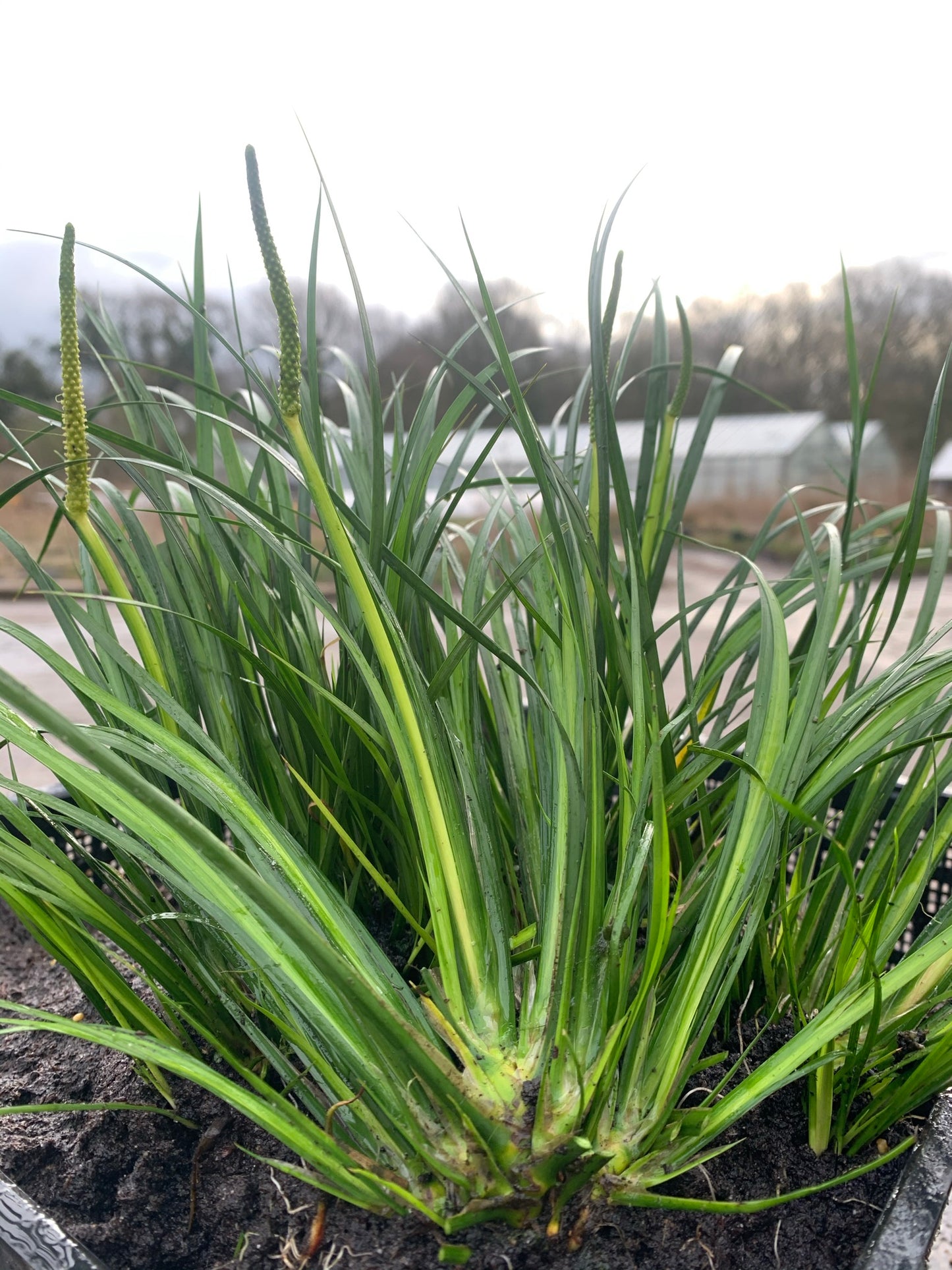 Marginal Pond Plant - (Potted 1 Litre) ~ Japanese sweet flag - Acorus Gramineus