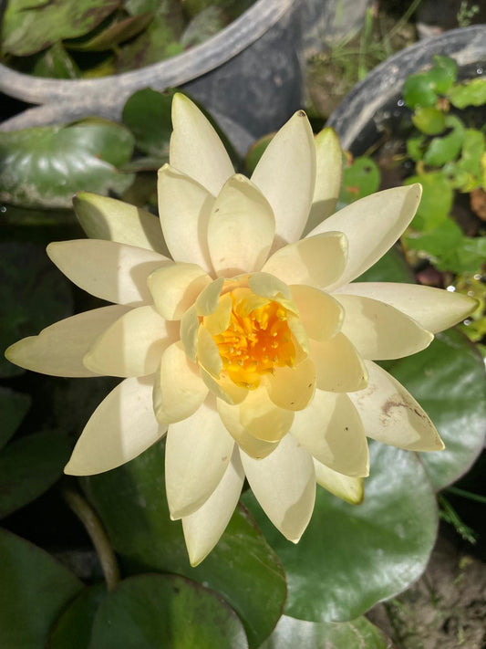 Mature WaterLily - (3 Litre) - Inner Light - L/M