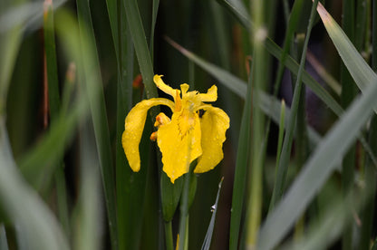 Marginal Pond Plant - (Potted 1 Litre) ~ Yellow Flag Iris - Iris Pseudacorus