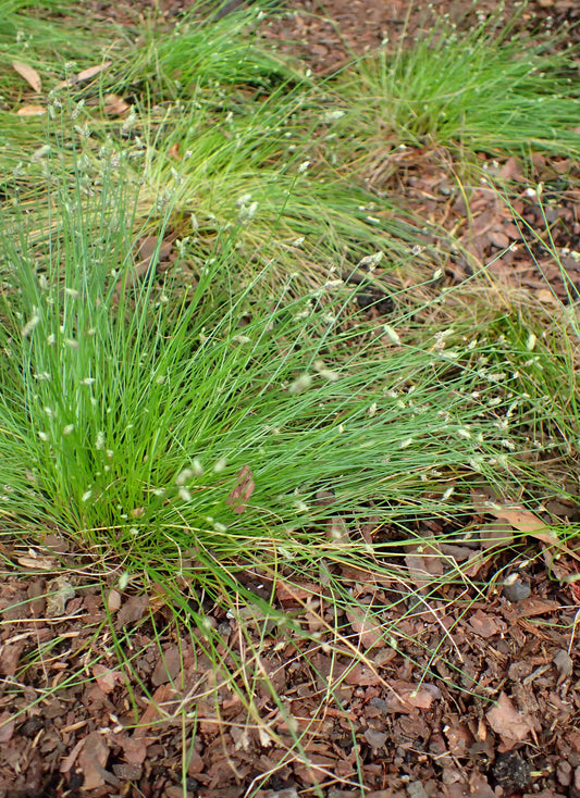 Marginal Pond Plant - (Potted 1 Litre) ~ Cotton Bud Grass - Scirpus Cernuus