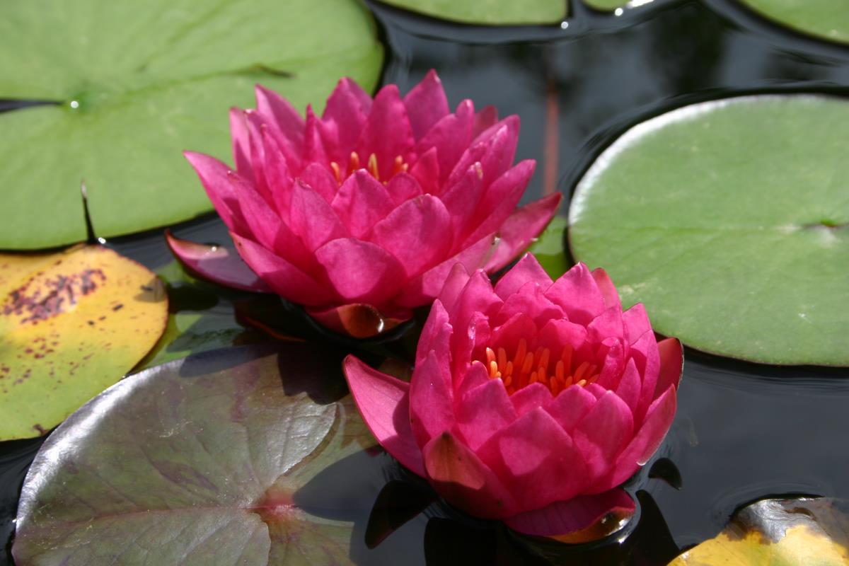 Mature WaterLily - (3 Litre) - James Brydon - L/M