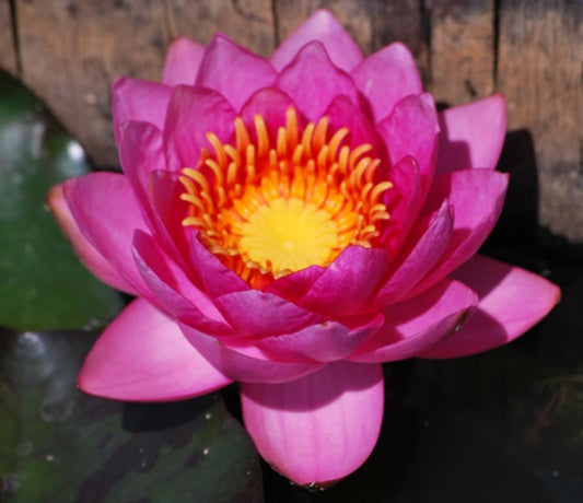 Mature WaterLily - (3 Litre) - James Brydon - L/M