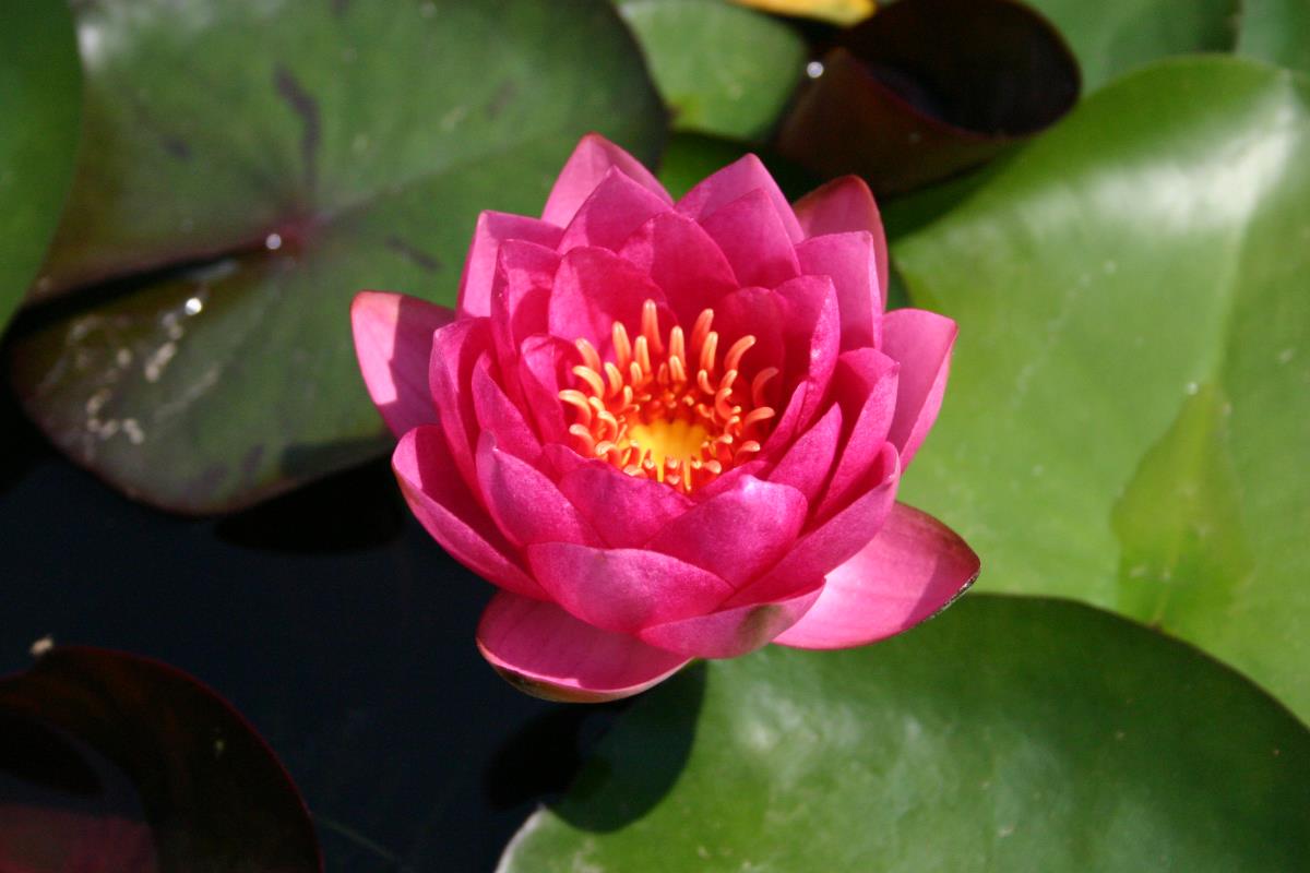 Mature WaterLily - (3 Litre) - James Brydon - L/M