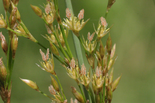 Marginal Pond Plant - (Potted 1 Litre) ~ European Meadow Rush - Juncus Inflexus