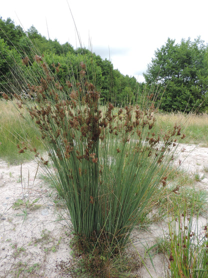 Marginal Pond Plant - (Potted 1 Litre) ~ European Meadow Rush - Juncus Inflexus