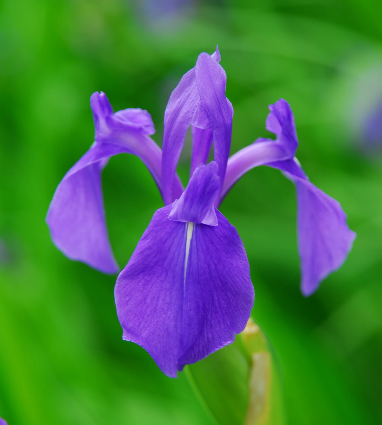 Marginal Pond Plant - (Potted 1 Litre) ~ Japanese Water Iris - Iris Laevigata Assorted