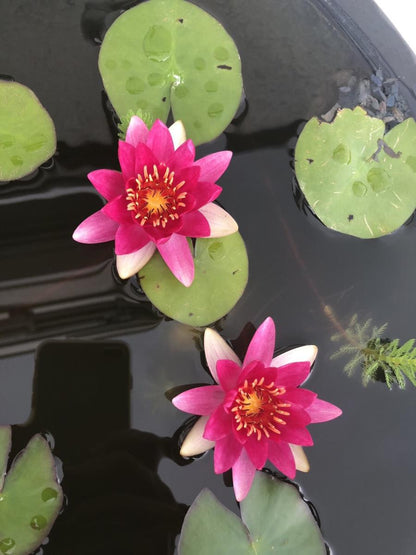 Mature WaterLily - (3 Litre) - Laydekeri Fulgens - M/S