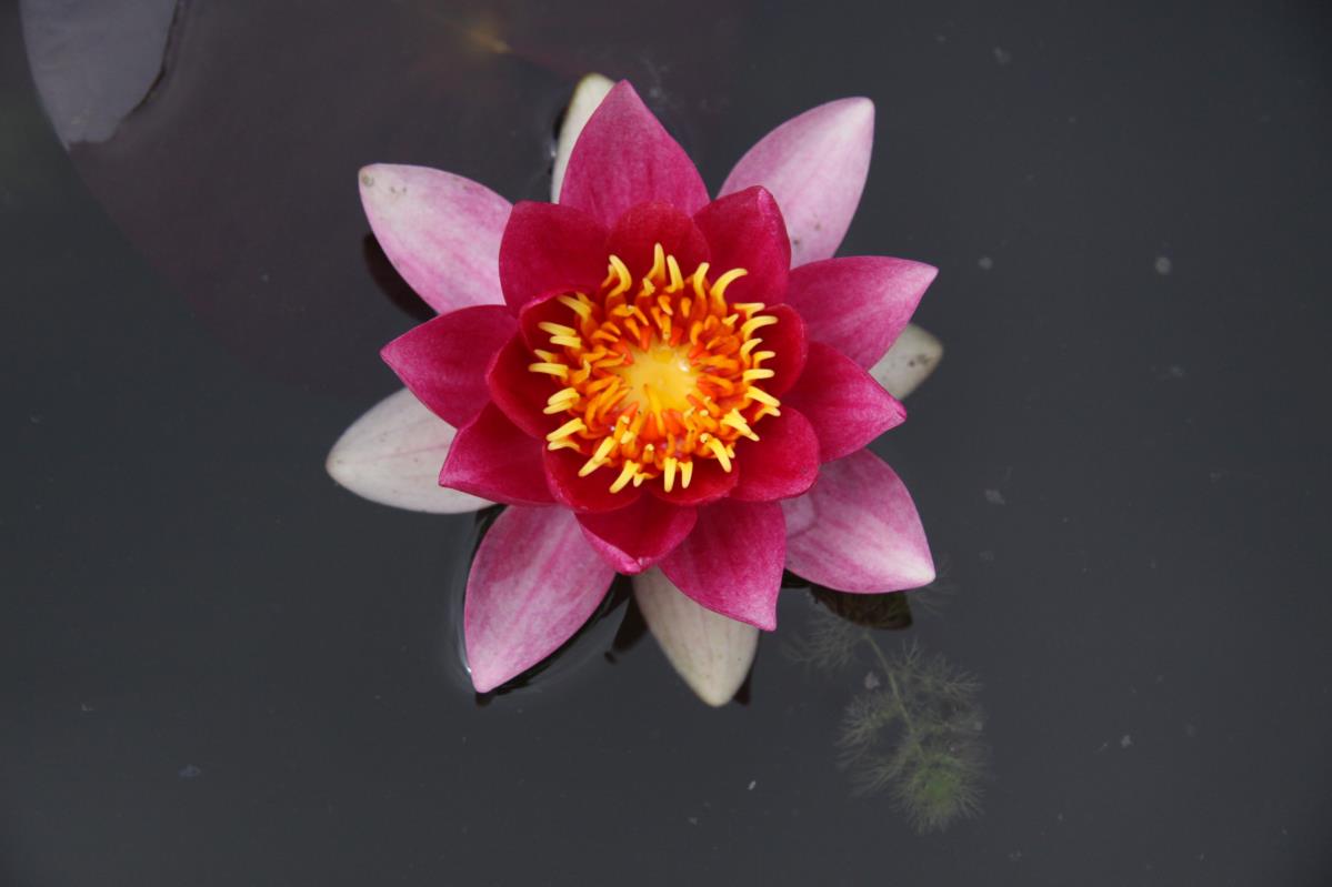 Mature WaterLily - (3 Litre) - Laydekeri Fulgens - M/S