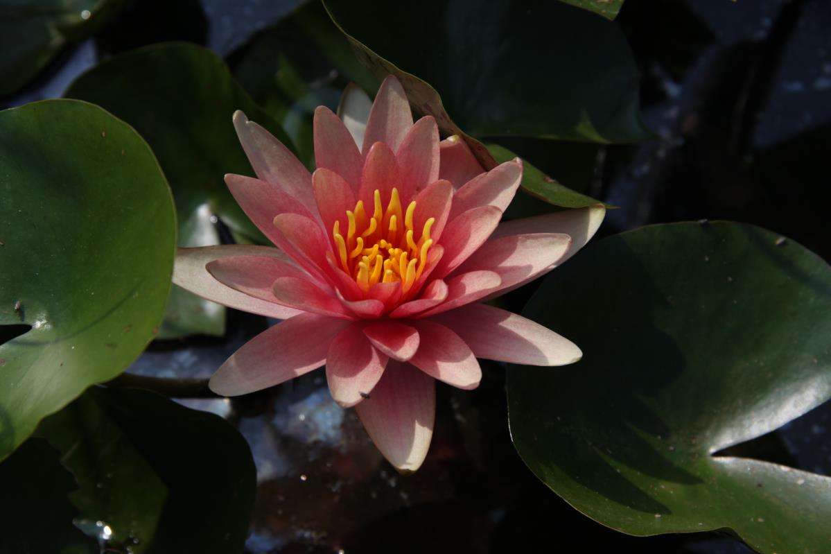 Mature WaterLily - (3 Litre) - Little Sue - M/S