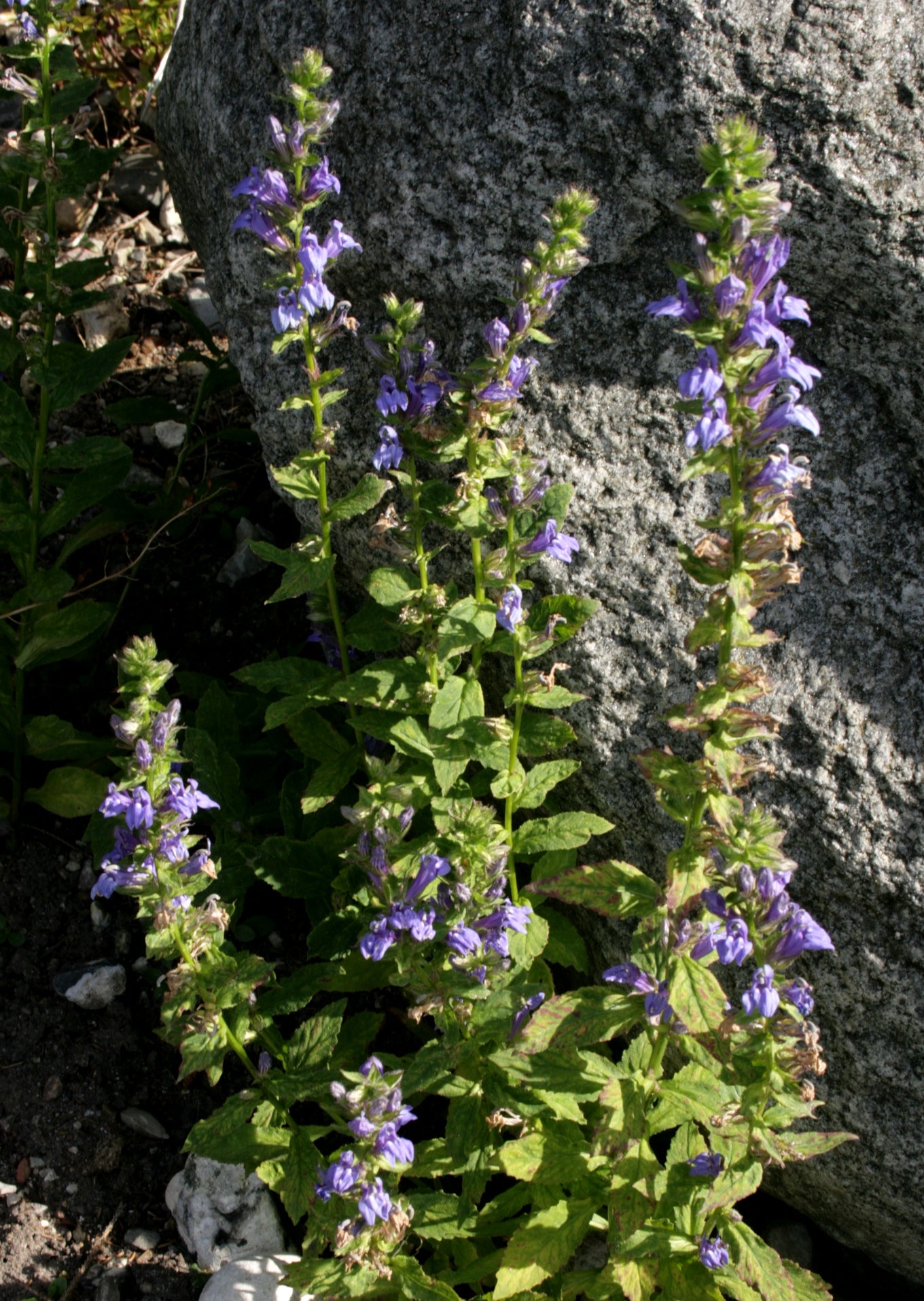 Marginal Pond Plant - (Potted 1 Litre) ~ Blue Cardinal - Lobelia Syphilitica