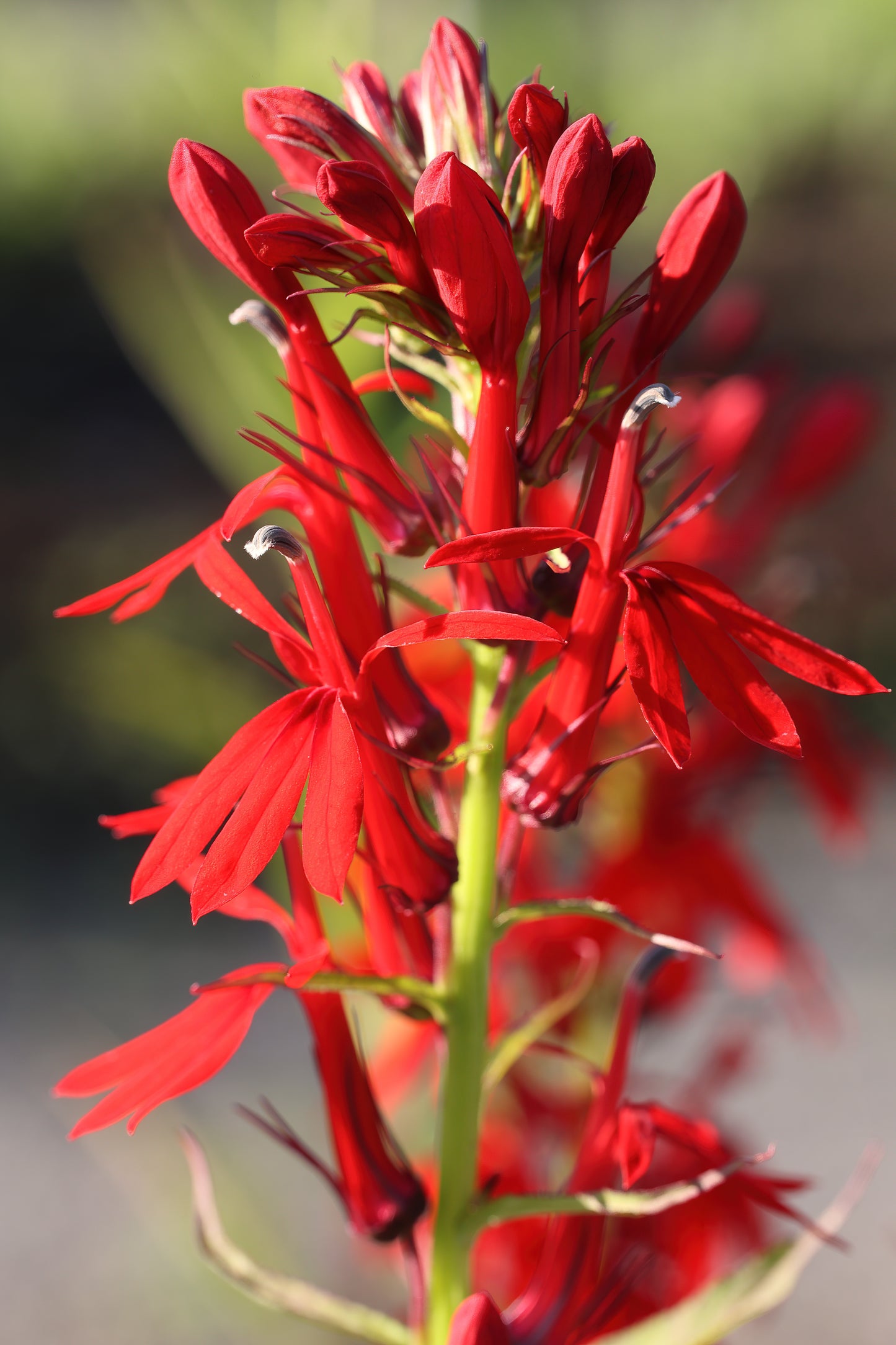 Marginal Pond Plant - (Potted 1 Litre) ~ Red Cardinal Flower - Lobelia Cardinalis