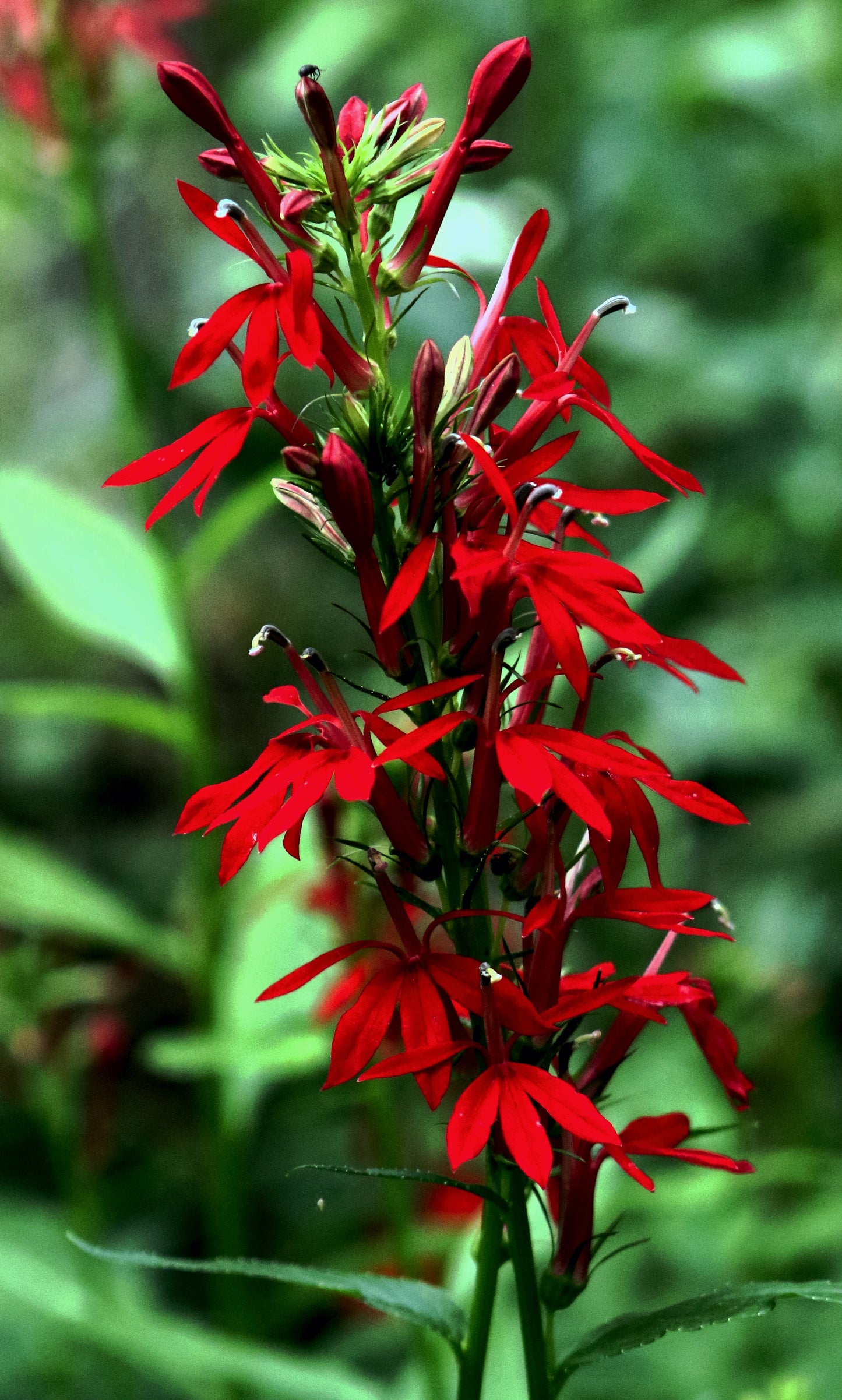 Marginal Pond Plant - (Potted 1 Litre) ~ Red Cardinal Flower - Lobelia Cardinalis