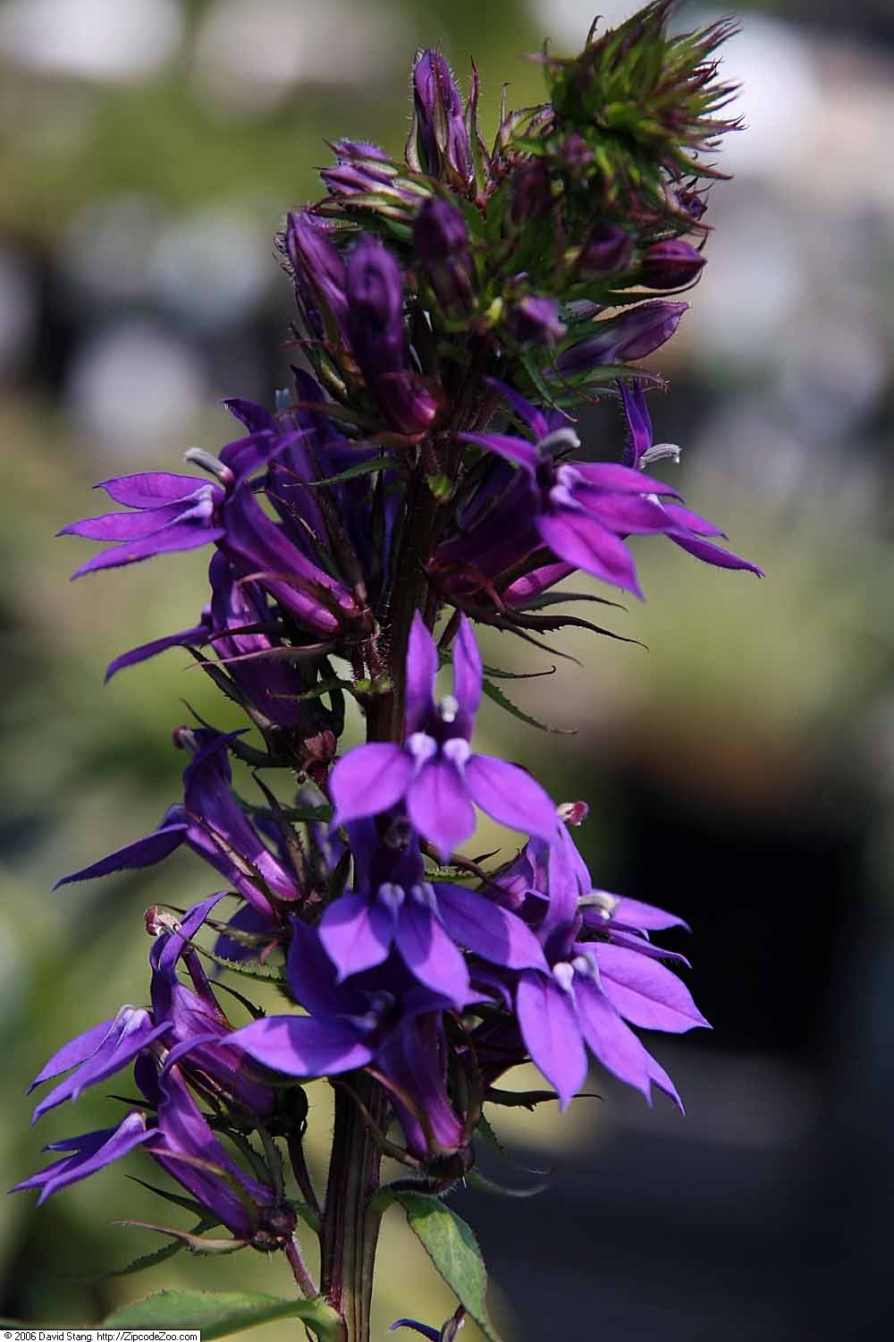 Marginal Pond Plant - (Potted 1 Litre) ~ Purple Lobelia - Cardinal - Lobelia Vedrariensis