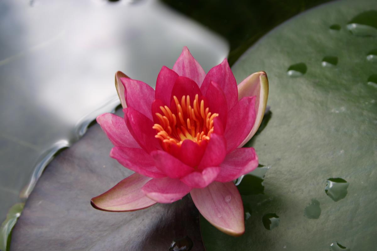 Mature WaterLily - (3 Litre) - Lucida - M/S