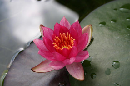 Mature WaterLily - (3 Litre) - Lucida - M/S