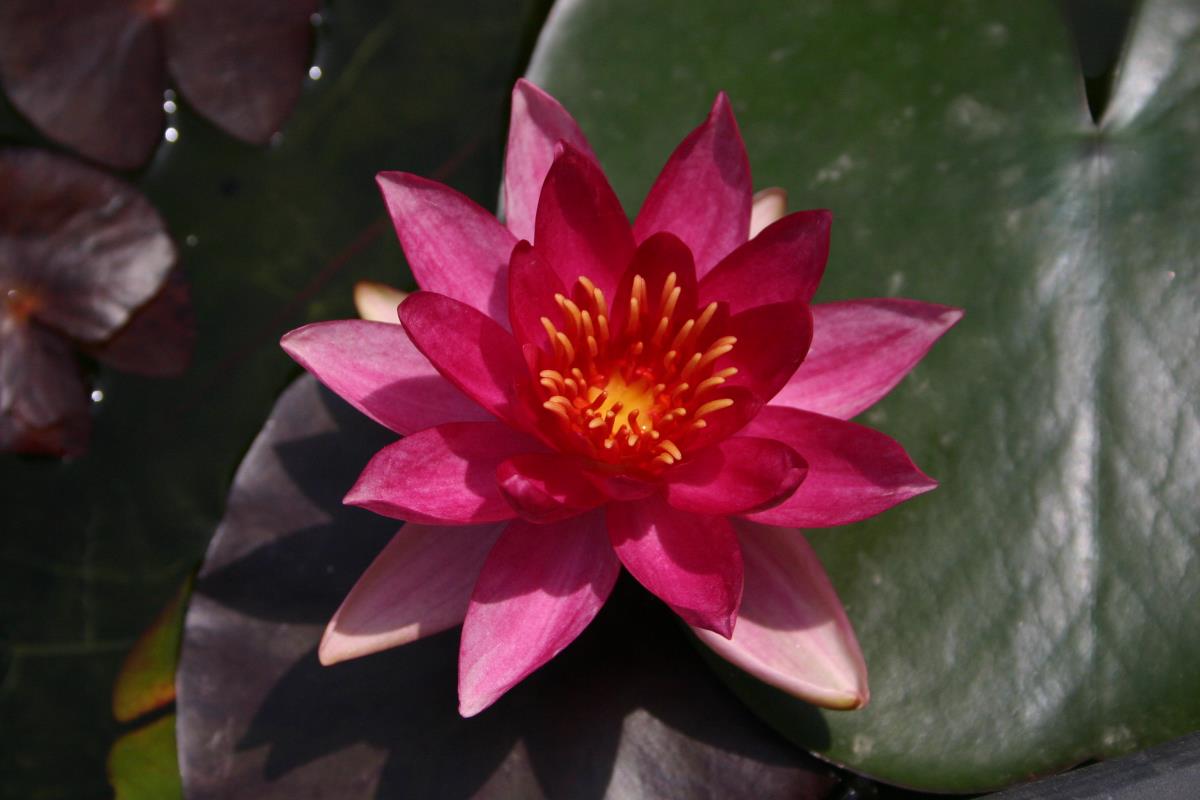 Mature WaterLily - (3 Litre) - Lucida - M/S