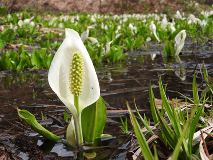 ~ White Skunk Cabbage - Lysichitum Camtschatcensis
