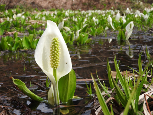 ~ White Skunk Cabbage - Lysichitum Camtschatcensis