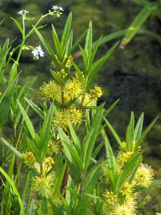 Marginal Pond Plant - (Potted 1 Litre) ~ Tufted Loosestrife - Lysimachia thyrsiflora