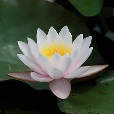 Mature WaterLily - (3 Litre) - Marliacea Carnea - M