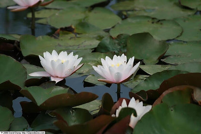 Mature WaterLily - (3 Litre) - Marliacea Carnea - M