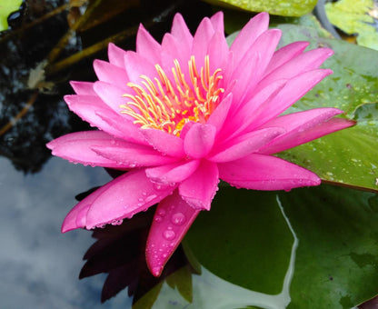 Mature WaterLily - (3 Litre) - Mayla - M