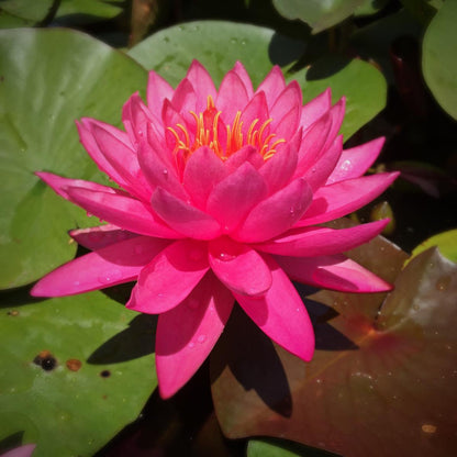 Mature WaterLily - (3 Litre) - Mayla - M