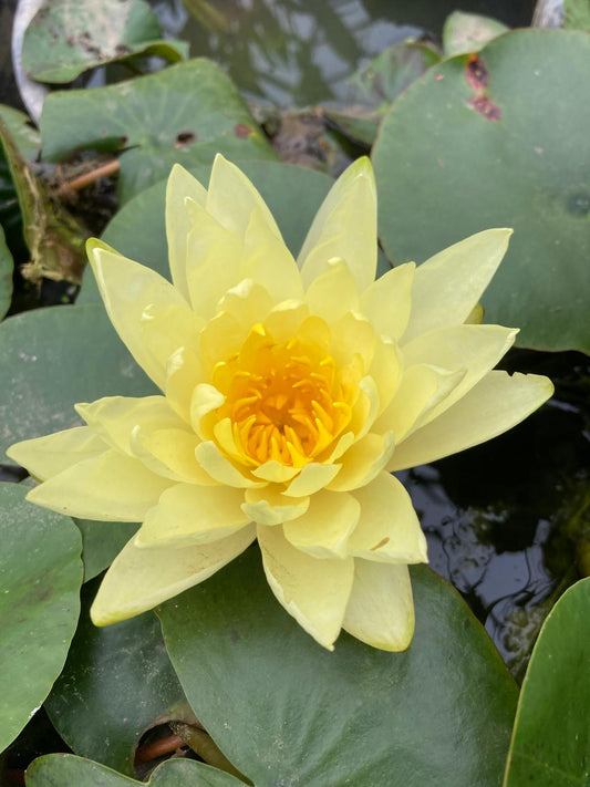 Mature WaterLily - (3 Litre) - Moorei - M