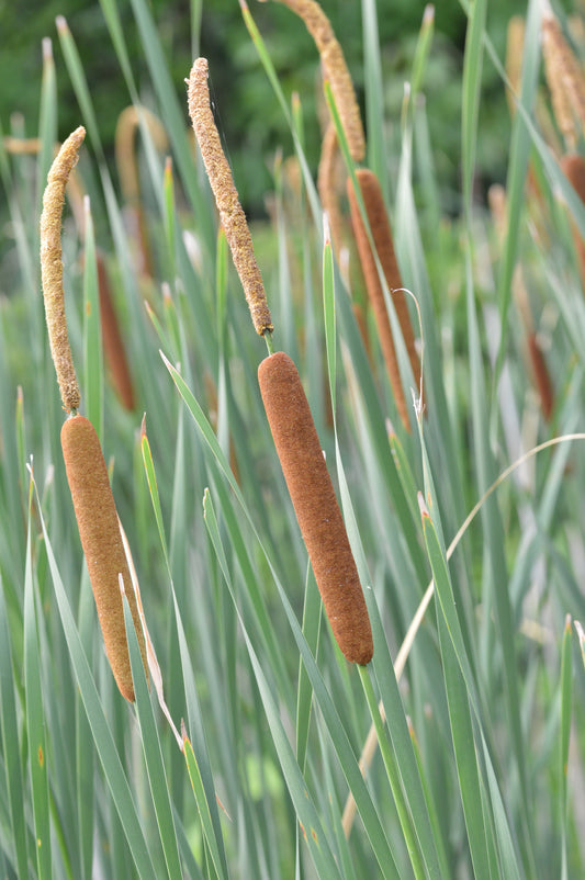 Marginal Pond Plant - (Potted 1 Litre) ~ Narrow Leaved ReedMace - Typha Angustifolia