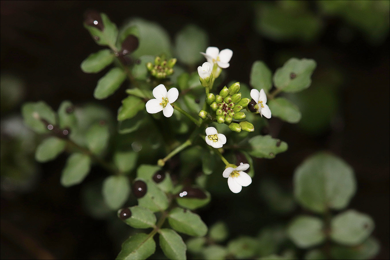 Marginal Pond Plant - (Potted 1 Litre) ~ Watercress - Nasturtium Officinale