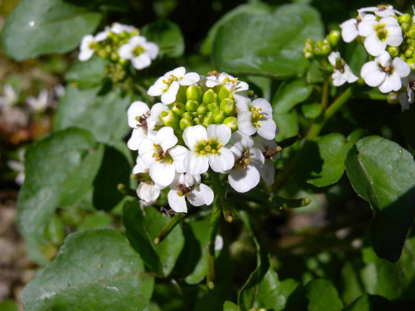 Marginal Pond Plant - (Potted 1 Litre) ~ Watercress - Nasturtium Officinale