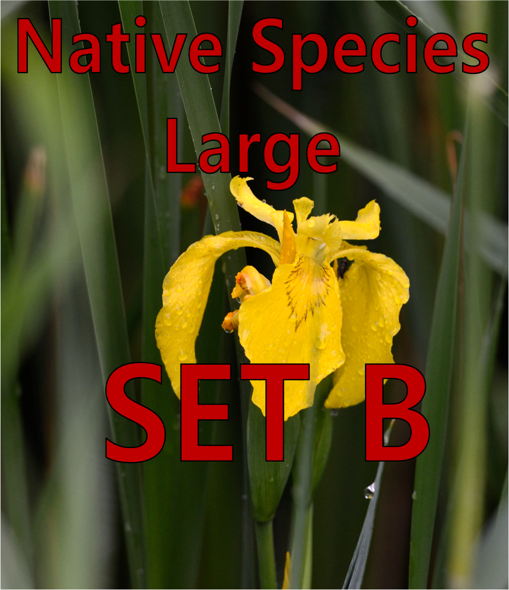 Native - Large - Set B