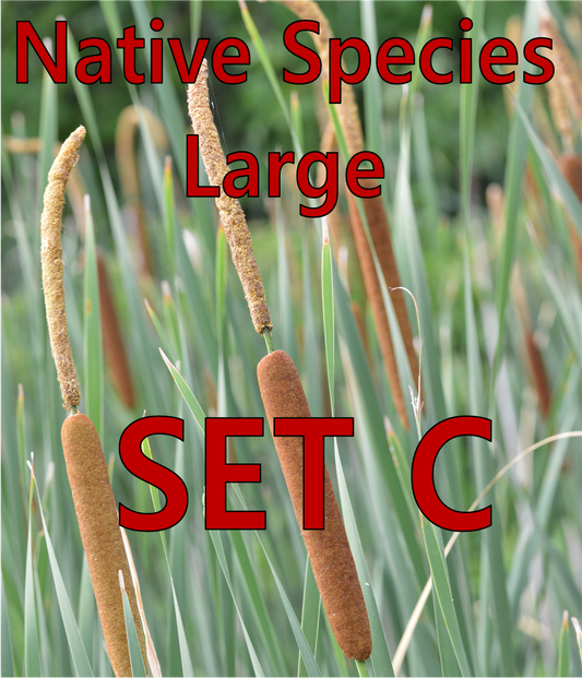 Native - Large - Set C