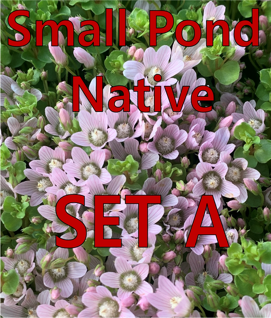 Native - Small Pond - Set A