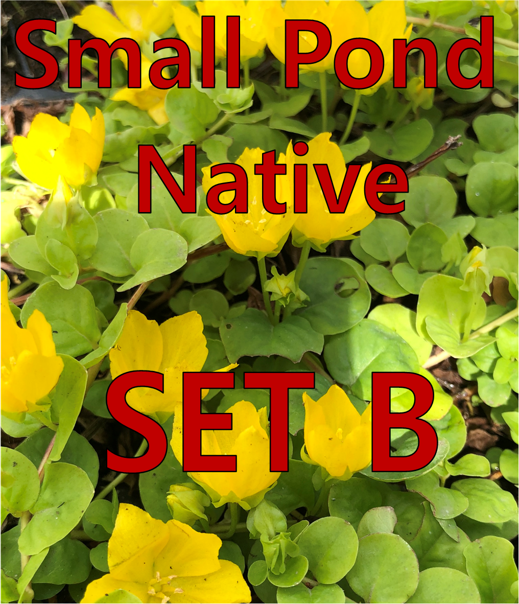 Native - Small Pond - Set B