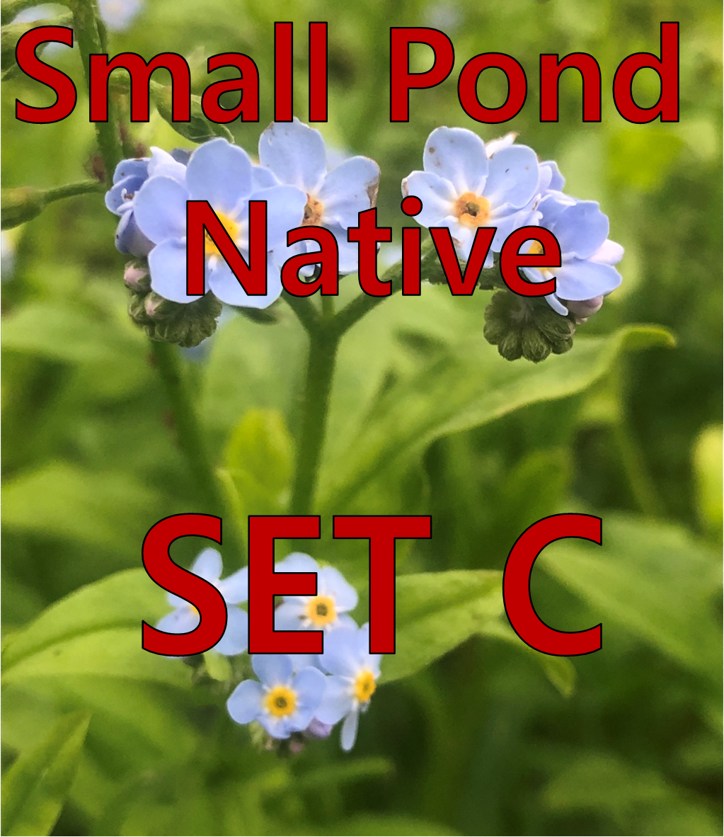 Native - Small Pond - Set C