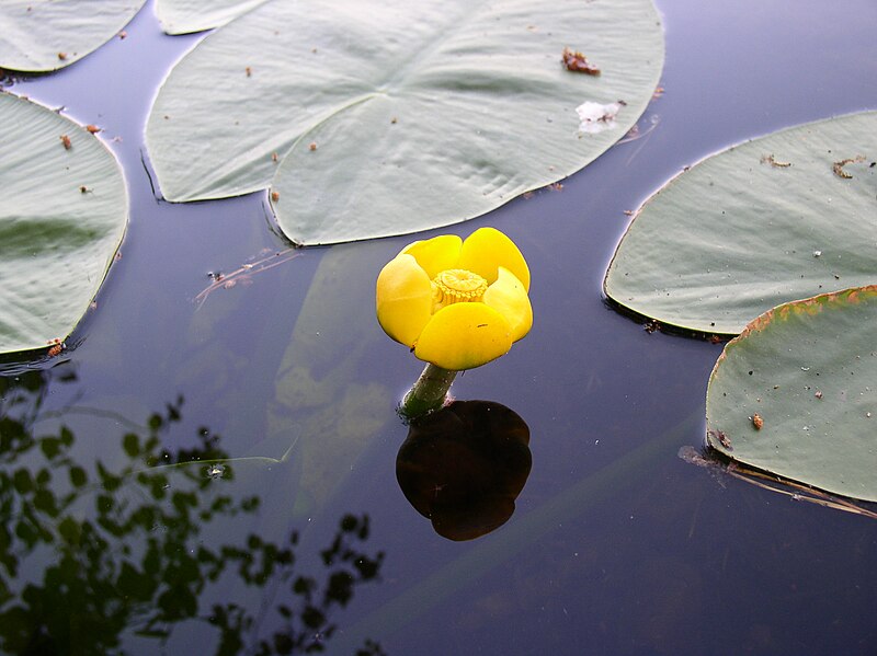 '- Fully Potted 3 Litre Deep Water Pond Plant - Brandy Bottle - Nuphar Luteum