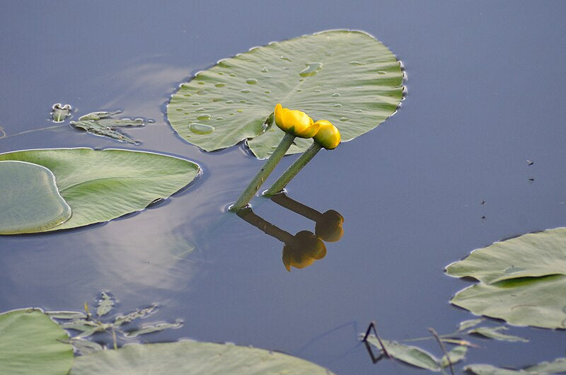 '- Fully Potted 3 Litre Deep Water Pond Plant - Brandy Bottle - Nuphar Luteum