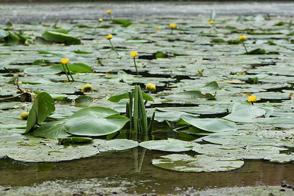 '- Fully Potted 3 Litre Deep Water Pond Plant - Brandy Bottle - Nuphar Luteum